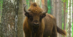 Bison Tallow Offers Amazing Health and Skin Benefits