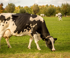 Is Beef Tallow Healthy: Exploring Nutrients, Benefits, and Diet Tips